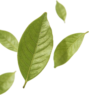 Sustentabilidade